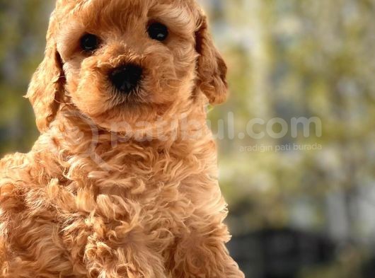 Safkan Toy Poodle Yavrular görsel