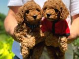 Toy Poodle Yavrularımız