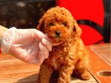 Sağlık Garantili Poodle Yavrular