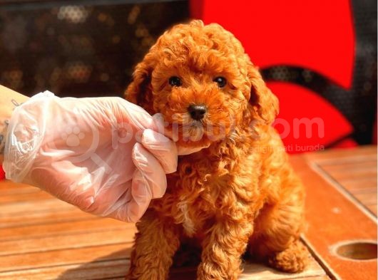 Sağlık Garantili Poodle Yavrular