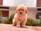 Apricot Poodle Yavrular