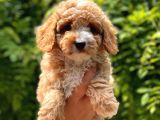 Her Renk Toy Poodle Yavrular