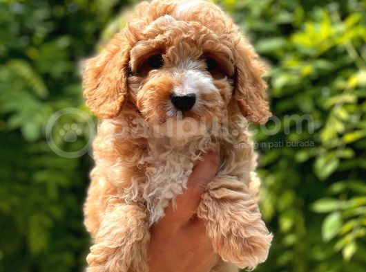 Her Renk Toy Poodle Yavrular görsel