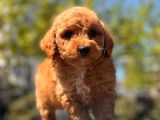 Sağlık Garanti̇li̇ Toy Poodle Yavrular