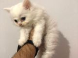 Scottish Fold Ve Straight