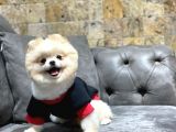 Krem Rengi Dişi Pomeranian Boo