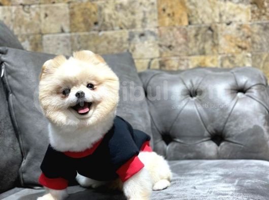 Krem Rengi Dişi Pomeranian Boo görsel