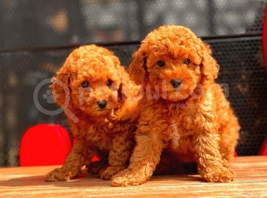 Sağlık Garantili Poodle Yavrular görsel