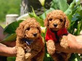 Toy Poodle Yavrularımız