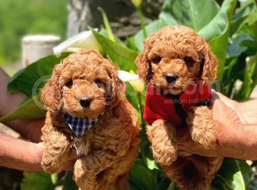 Toy Poodle Yavrularımız görsel
