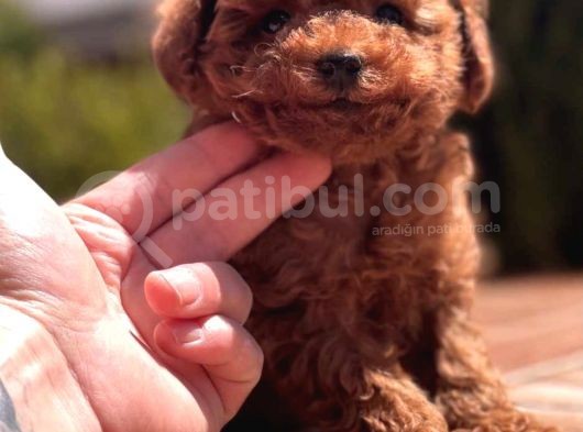 Red Brown Toy Poodle Yavrular