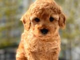 Safkan Toy Poodle Yavrular