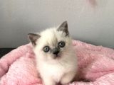 Blue Point British Shorthair Yavrularımız