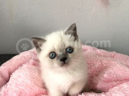 Blue Point British Shorthair Yavrularımız görsel