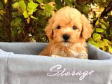 Toy Poodle Yavrular ( Red, Red Brown, Apricot, Silver, Siyah)