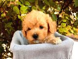 Toy Poodle Yavrular ( Red, Red Brown, Apricot, Silver, Siyah)