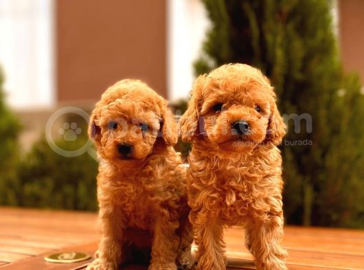Toy Poodle Yavrular ( Red, Red Brown, Apricot, Silver, Siyah) görsel