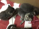British Shorthair Dişi