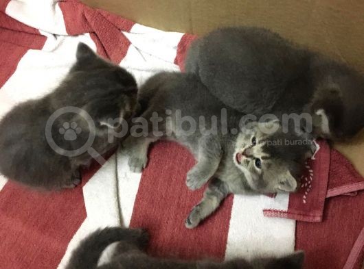 British Shorthair Dişi görsel