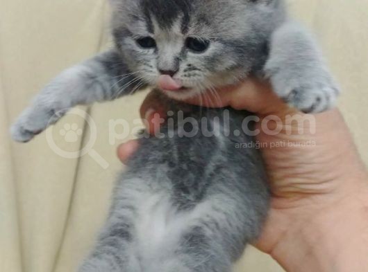 British Shorthair Dişi