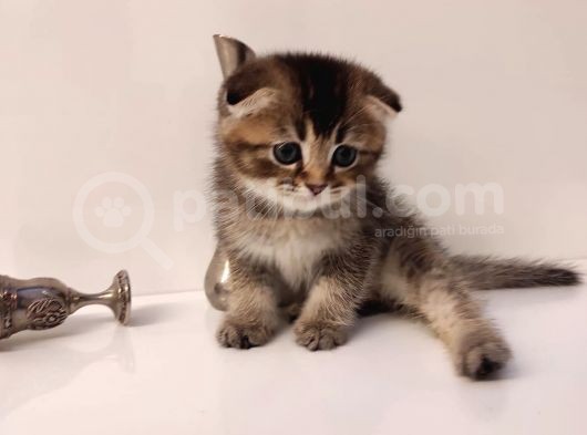 Golden Tabby görsel