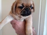Safkan Exotic Mops Yavrular