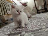 Silver Dişi Yavru