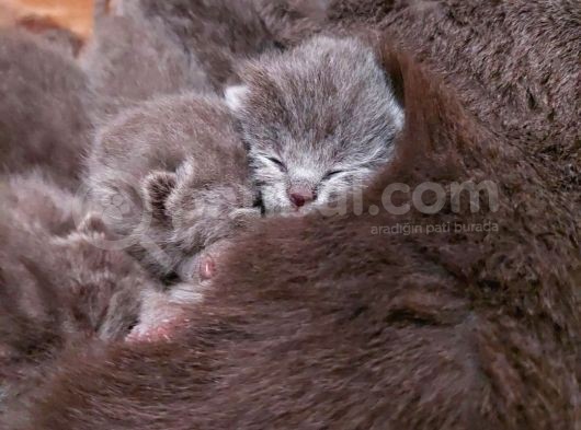 Anne Altında British Shorthair Ve Scottish Fold Yavrular