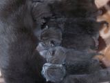Anne Altında British Shorthair Ve Scottish Fold Yavrular