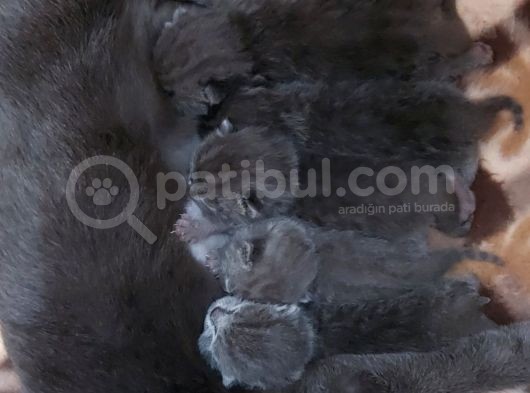 Anne Altında British Shorthair Ve Scottish Fold Yavrular görsel