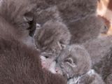 Anne Altında British Shorthair Ve Scottish Fold Yavrular