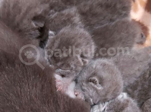 Anne Altında British Shorthair Ve Scottish Fold Yavrular görsel