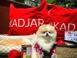 Yavru Pati̇lerden Ender Bulunan 2,5 Aylık Parti̇ Color Renk Düzeyi̇nde Erkek Pomerani̇an Yavrusu