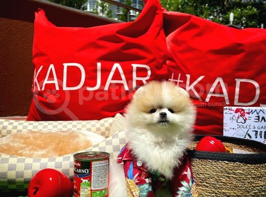 Yavru Pati̇lerden Ender Bulunan 2,5 Aylık Parti̇ Color Renk Düzeyi̇nde Erkek Pomerani̇an Yavrusu görsel