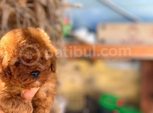Si̇pari̇ş Üzeri̇ne Geti̇rilecek A Plus Safkan Erkek Ve Di̇şi̇ Red Toy Poodle Yavruları görsel