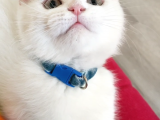 Scottish Fold (Sıfır Kulak-Ayıcık Surat) Ve Scottish Straight Yavru Kediler