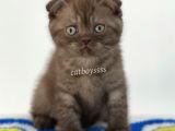 Çikolata Tabby Scottish Fold Yavrumuz