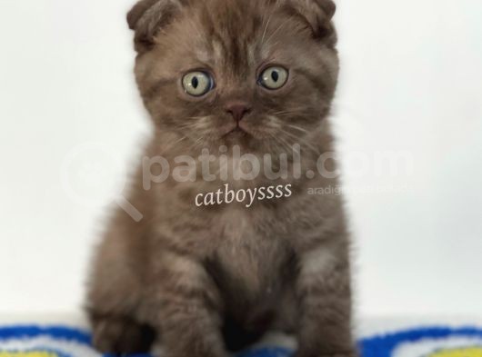 Çikolata Tabby Scottish Fold Yavrumuz görsel