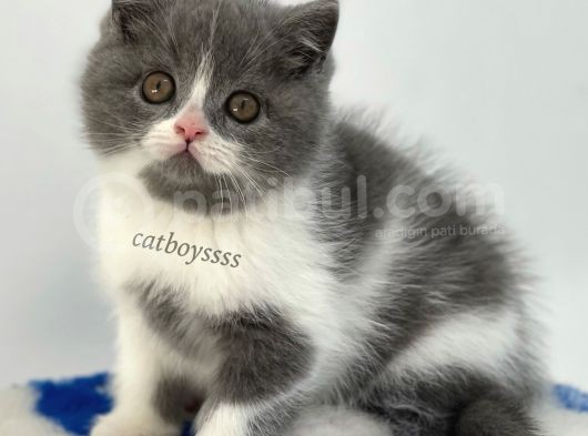 Sevimli Bi Color British Shorthair Erkek Yavrumuz