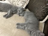 A Kalite Safkan Dişi British Shorthair Yavrularımız