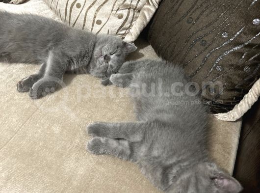 A Kalite Safkan Dişi British Shorthair Yavrularımız görsel