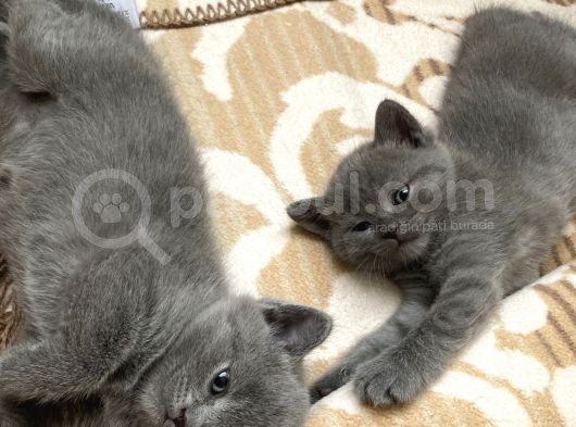 A Kalite Safkan Dişi British Shorthair Yavrularımız görsel