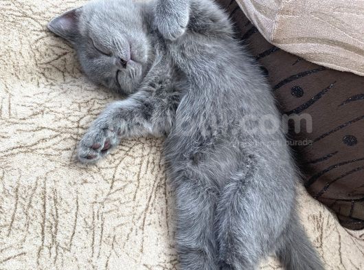 A Kalite Safkan Dişi British Shorthair Yavrularımız görsel