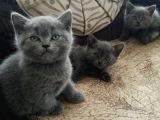 A Kalite Safkan Dişi British Shorthair Yavrularımız