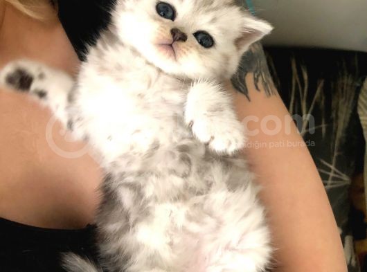 British Shorthair Yavru görsel