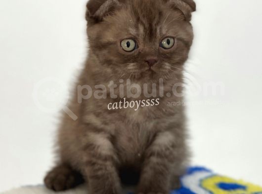 Çikolata Tabby Scottish Fold Yavrumuz