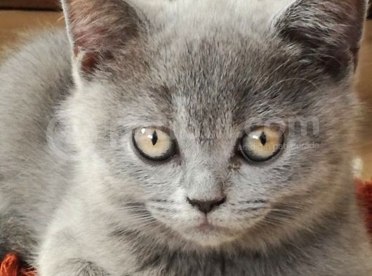 A Kalite Safkan Dişi British Shorthair Yavrularımız