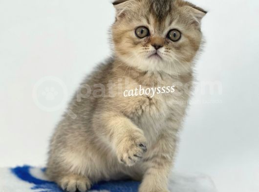 Black Golden Shaded Scottish Fold Yavrumuz