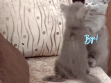 A Kalite Safkan Dişi British Shorthair Yavrularımız