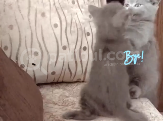 A Kalite Safkan Dişi British Shorthair Yavrularımız görsel